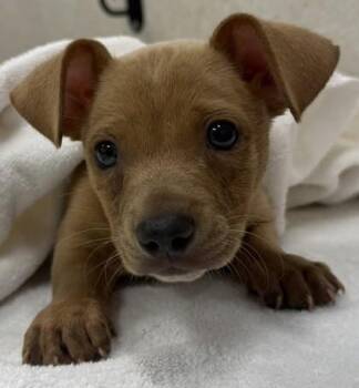 Kona -  Terrier and Mixed Breed Dog for Adoption in Honolulu, Hawaii - Kona | PetCurious