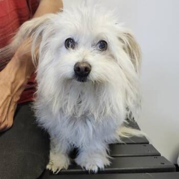 Jasmine -  Maltese Dog for Adoption in Clearwater, Florida - Jasmine | PetCurious