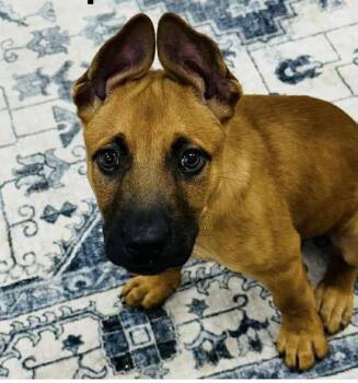 Zero -  Terrier Dog for Adoption in Newport, Kentucky - Zero | PetCurious