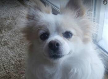 Pomeranian Dogs Available for Adoption in Monticello, Minnesota - Oscar | PetCurious