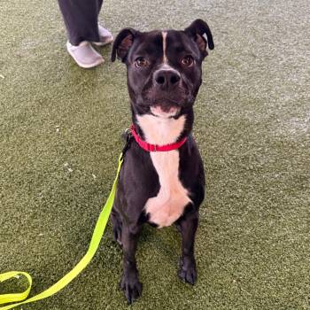 Tater Tot -  Boxer and Mixed Breed Dog for Adoption in West Palm Beach, Florida - Tater Tot | PetCurious
