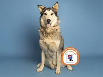 RUSS -  Husky Dog for Adoption in Phoenix, Arizona - RUSS | PetCurious
