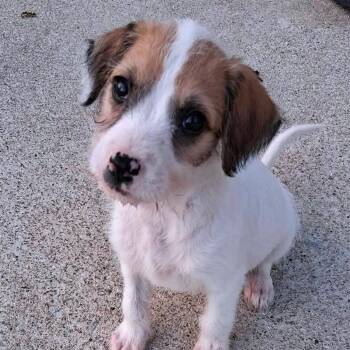 Potbelly -  Chihuahua and Jack Russell Terrier Dog for Adoption in Shorewood, Illinois - Potbelly | PetCurious
