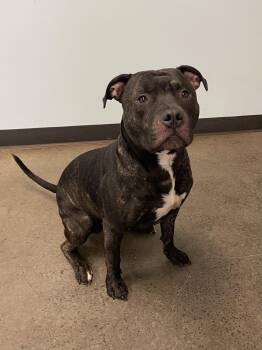 Rescue Mixed Breed Dogs for Adoption in Mishawaka, Indiana - Uvogin | PetCurious