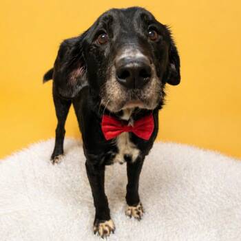 Black Labrador Retriever and Mixed Breed Dogs Available for Adoption in Binghamton, New York - Tiller | PetCurious
