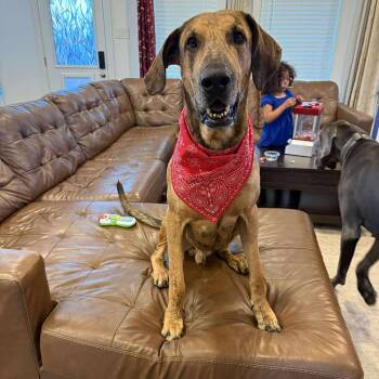 Great Dane Dogs Available for Adoption - Ember | PetCurious
