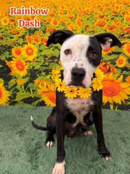 Rainbow Dash -  Mixed Breed Dog for Adoption in Flint, Michigan - Rainbow Dash | PetCurious