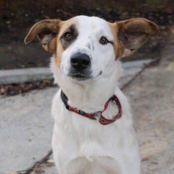Rescue Labrador Retriever and Mixed Breed Dogs for Adoption in Richmond, California - BABS | PetCurious