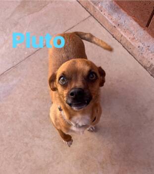 Chihuahua Dogs Available for Adoption in Ivins, Utah - Pluto  | PetCurious
