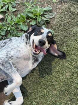 Birdy -  Bluetick Coonhound Dog for Adoption in Bolivar, Missouri - Birdy | PetCurious