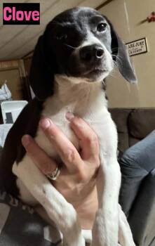 Clove -  Beagle Dog for Adoption in Grand Rapids, Michigan - Clove | PetCurious