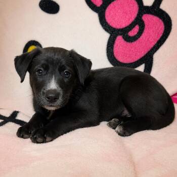 leano -  Australian Cattle Dog Blue Heeler Dog for Adoption in Tucson, Arizona - Leano | PetCurious