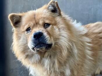 Rescue Chow Chow Dogs for Adoption in Marina Del Rey, California - Deliliah | PetCurious