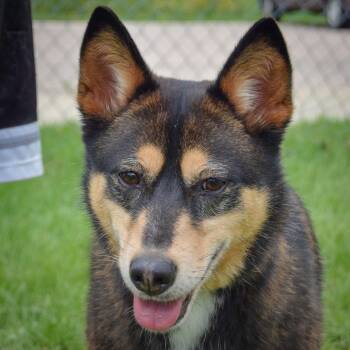 Padme -  German Shepherd Dog and Shiba Inu Dog for Adoption in Huntley, Illinois - Padme | PetCurious