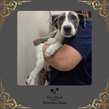Grayson -  American Staffordshire Terrier and Terrier Dog for Adoption in Cumberland, Rhode Island - Grayson | PetCurious