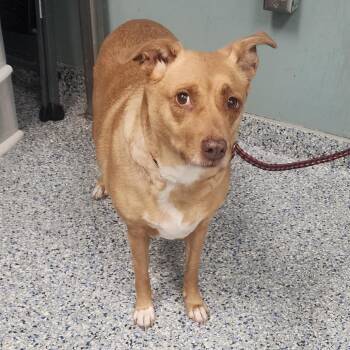 Hound and Labrador Retriever Dogs Available for Adoption - Kemora | PetCurious