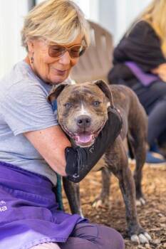 Submarine -  Mixed Breed Dog for Adoption in Chamblee, Georgia - Submarine | PetCurious