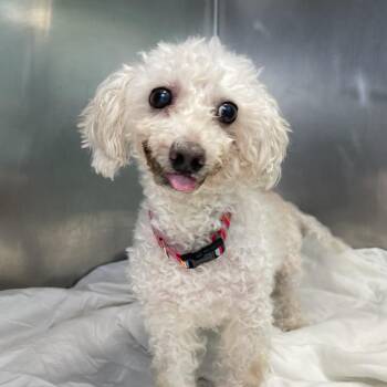 McKenzie -  Poodle Dog for Adoption in Philadelphia, Pennsylvania - McKenzie | PetCurious