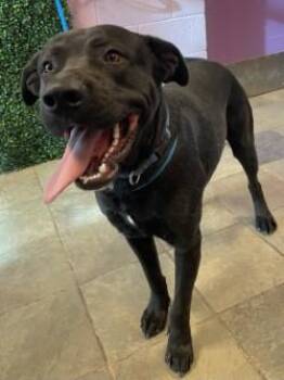 Mixed Breed Dogs Available for Adoption - Oreo* | PetCurious