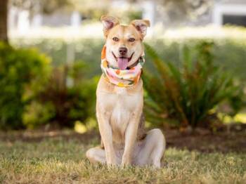 Daffodil -  Shepherd and Mixed Breed Dog for Adoption in Portland, Oregon - Daffodil | PetCurious