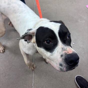 YORK-Stray-16606 -  Pit Bull Terrier Dog for Adoption in York, Pennsylvania - YORK-Stray-16606 | PetCurious