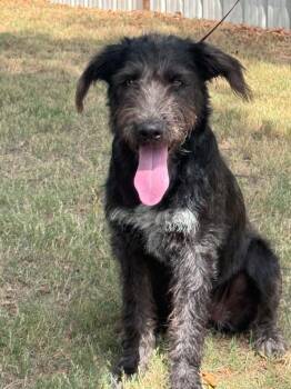 Shadow -  Mixed Breed Dog for Adoption in Mingus, Texas - Shadow | PetCurious