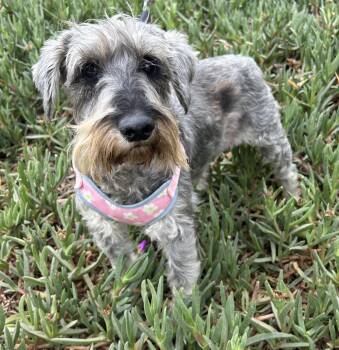 Miniature Schnauzer Dogs Available for Adoption in Bell Gardens, California - ADELA | PetCurious