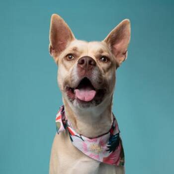 German Shepherd Dog and Pit Bull Terrier Dogs Available for Adoption in Atlanta, Georgia - LuLu | PetCurious
