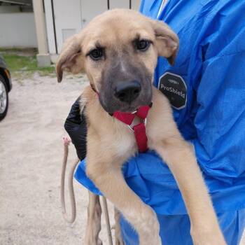 Tasha 5762 -  Mixed Breed Dog for Adoption in Loxahatchee Groves, Florida - Tasha 5762 | PetCurious