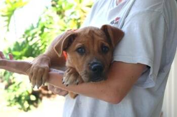 American Bulldog and Mixed Breed Dogs Available for Adoption in Brunswick, Georgia - Baron | PetCurious