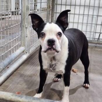 Rescue Boston Terrier and Mixed Breed Dogs for Adoption in Dallas, Texas - Charm | PetCurious