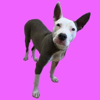 Pit Bull Terrier and Mixed Breed Dogs Available for Adoption - TUSC-Stray-83275 | PetCurious