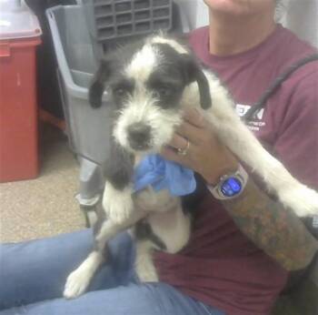 Norwich Terrier and Mixed Breed Dogs Available for Adoption in Albuquerque, New Mexico - DAISY | PetCurious