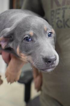 Doberman Pinscher and Mixed Breed Dogs Available for Adoption - Ramona (Lopez P5) | PetCurious