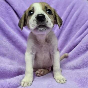 Sonu -  Labrador Retriever and Husky Dog for Adoption in Carencro, Louisiana - Sonu | PetCurious