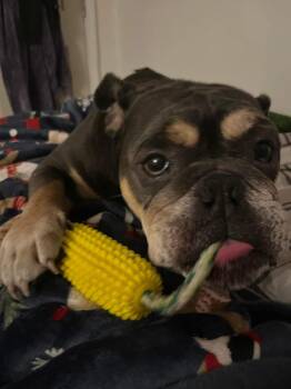 Rescue American Bulldog Dogs for Adoption in Coral Springs, Florida - Andy | PetCurious