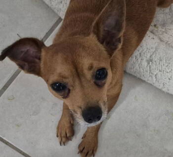 Rescue Chihuahua Dogs for Adoption in Oakland Park, Florida - Simba | PetCurious