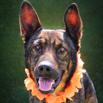 Andy -  Shepherd Dog for Adoption in Lake Jackson, Texas - Andy | PetCurious