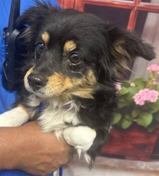 Chihuahua Dogs Available for Adoption in San Bernardino, California - SPOOKY | PetCurious