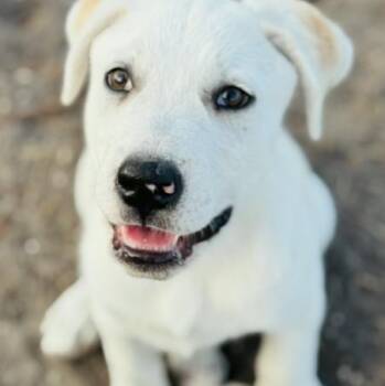 Tex -  Labrador Retriever Dog for Adoption in Cleveland, Texas - Tex | PetCurious