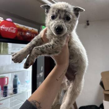 Pizza Cutter -  Cattle Dog Dog for Adoption in Tacoma, Washington - Pizza Cutter | PetCurious