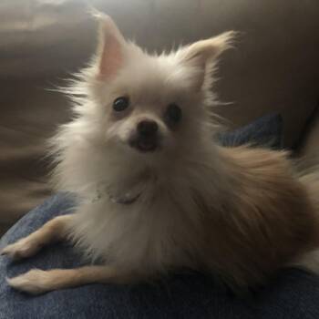 Wren -  Pomeranian and Mixed Breed Dog for Adoption in Lynchburg, Virginia - Wren | PetCurious