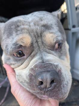 Rescue American Bulldog Dogs for Adoption in Smyrna, Georgia - Canyon | PetCurious