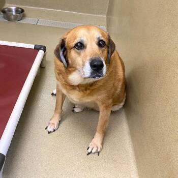 Nala -  Retriever Dog for Adoption in Monroe, Georgia - Nala | PetCurious