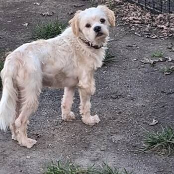 Coco -  Lhasa Apso Dog for Adoption in Naperville, Illinois - Coco | PetCurious
