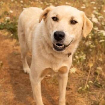 Dolly -  Great Pyrenees and Mixed Breed Dog for Adoption in Golden, Colorado - Dolly | PetCurious