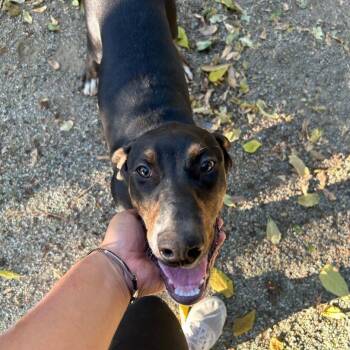 Rescue Doberman Pinscher and Pit Bull Terrier Dogs for Adoption in Ontario, California - Tyson | PetCurious
