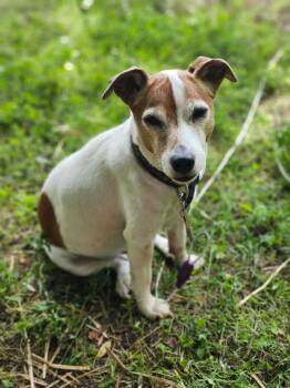 Tiki -  Mixed Breed and Jack Russell Terrier Dog for Adoption in Dorr, Michigan - Tiki | PetCurious