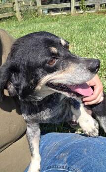 Daisy -  Terrier Dog for Adoption in Ashville, Ohio - Daisy | PetCurious