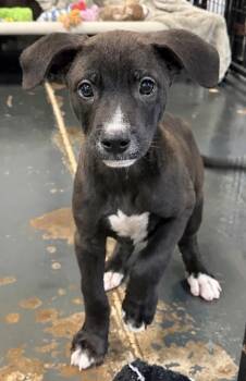 Theodore -  Labrador Retriever and Mixed Breed Dog for Adoption in St. Augustine, Florida - Theodore | PetCurious